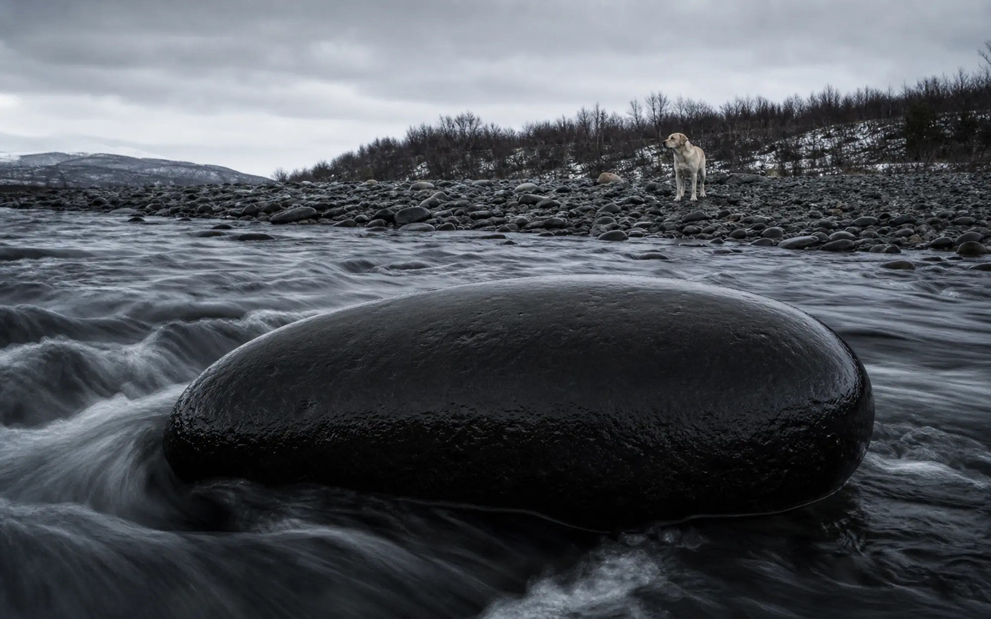 Dark river water flowing around a single massive polished black stone under winter light, a yellow Labrador watching from the far shore.